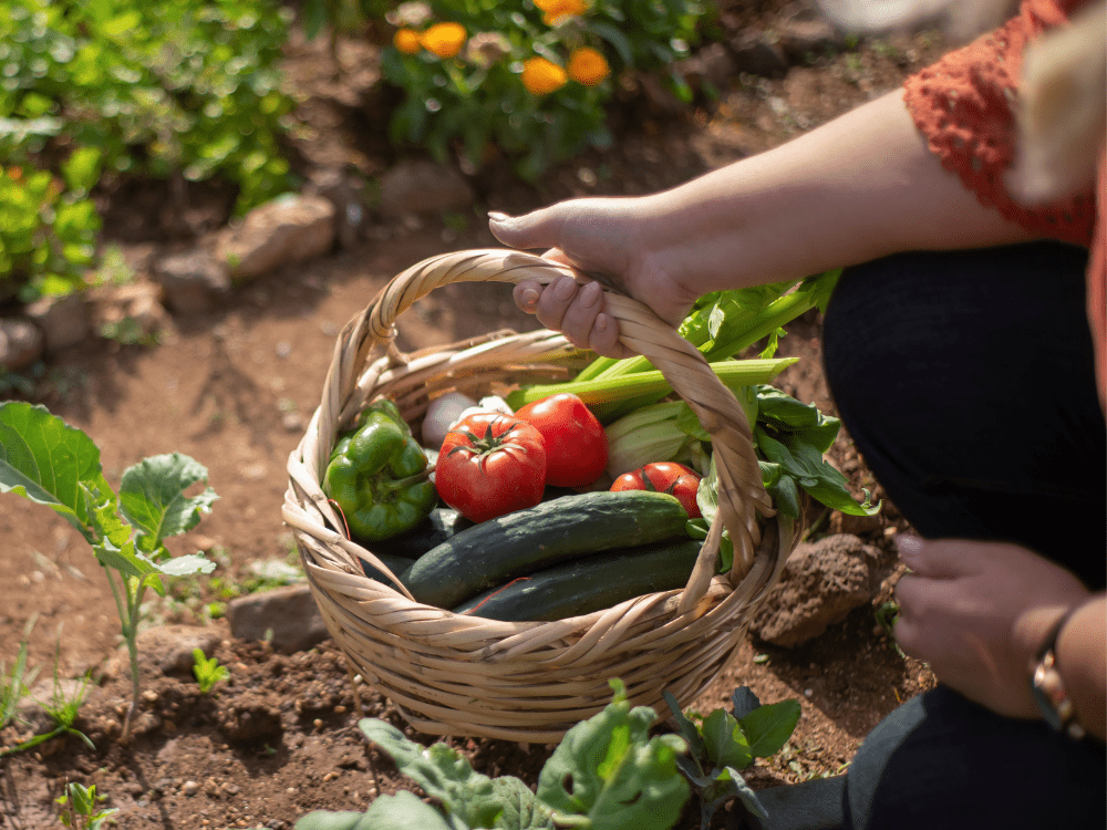 Inscrições do edital Tecnologia Social – Hortifruticultura foram prorrogadas até o dia 31 de maio